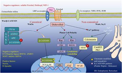 The WNT Framework in Shaping Immune Cell Responses During Bacterial Infections